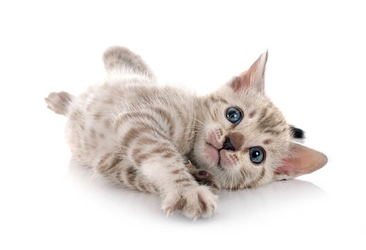 bengal kitten in studio