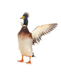 Crested duck breed
