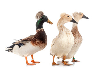 Crested ducks breeds
