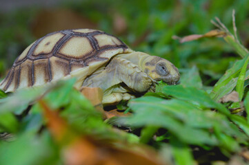 A small tortoise is chewing grass while closing his eyes