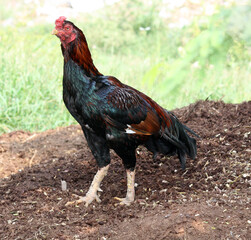 Chicken (Gallus gallus domesticus) focusing their attention on the intruder : pix SShukla