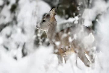 Tuinposter Roe deer in the winter forest scenery © Erik Mandre