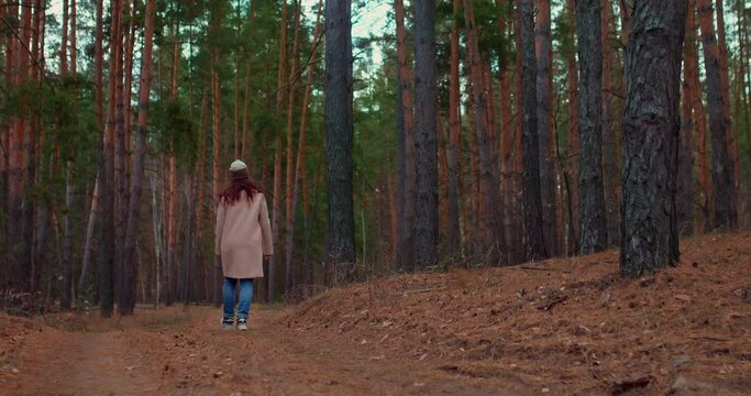 Woman in a coat walks along a forest path, tall beautiful pines and firs. Fabulous beauty coniferous forest, autumn landscape. Walk in the forest on a cool autumn day. View from the back. 4k, ProRes