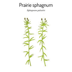 Prairie sphagnum or blunt-leaved bogmoss Sphagnum palustre , medicinal plant