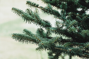 Christmas fir tree branches background.