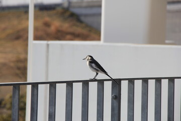 手すりに乗って、ちょっと首を傾げている「ハクセキレイ」