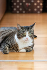 Domestic cat lying on the floor in apartment. Selective focus