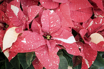 Red and white poinsettia flowers background - 474628442