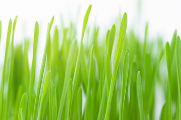 Fototapeta na wymiar Nature background of green grass 