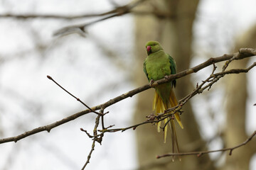 Feral population of the introduced species Psittacus krameria in France