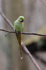 Feral population of the introduced species Psittacus krameria in France
