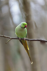 Feral population of the introduced species Psittacus krameria in France