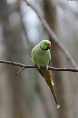 Feral population of the introduced species Psittacus krameria in France