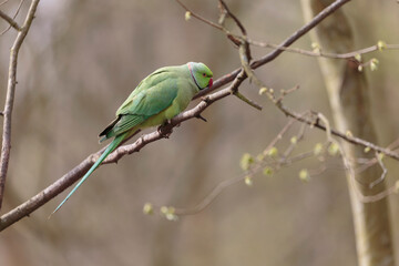 Feral population of the introduced species Psittacus krameria in France