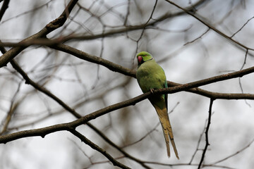 Feral population of the introduced species Psittacus krameria in France