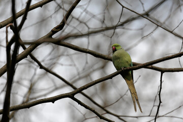 Feral population of the introduced species Psittacus krameria in France