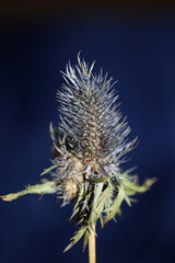 Wild dried flower close up eryngium alpinum family apiaceae background modern high quality prints