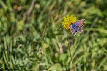butterfly on flower