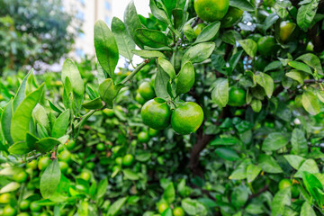 green apples on tree