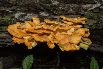 Sulphur  Polypore or Chicken of the woods (Latin: Laetiporus sulphureus) close up. An edible,...