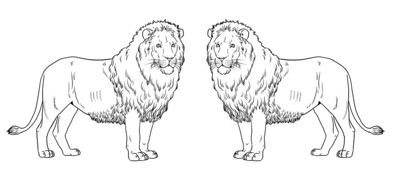 African lion illustration. Big cat for coloring book.