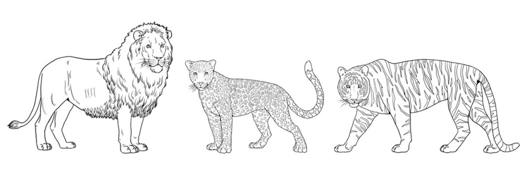 Lion, tiger and leopard illustration. Big cats for coloring book.