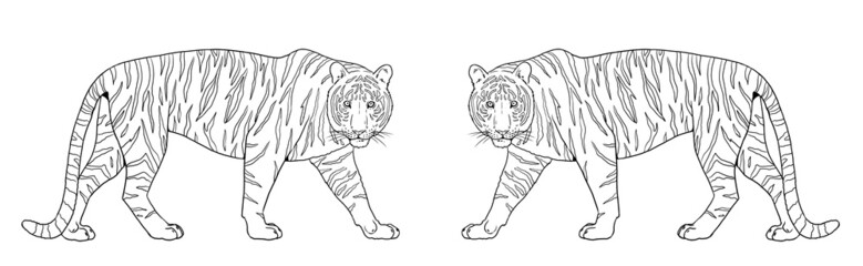 Bengal tiger illustration. Big cat for coloring book.