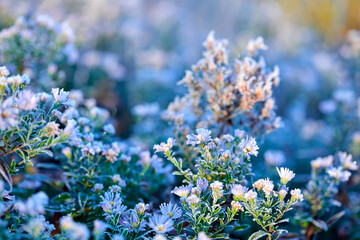 Close-up of beautiful frost on the grass and leaves frosty misty autumn morning