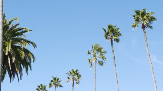 Palms in Los Angeles, California, USA. Summertime aesthetic of Santa Monica and Venice Beach on Pacific ocean. Clear blue sky and iconic palm trees. Atmosphere of Beverly Hills in Hollywood. LA vibes.