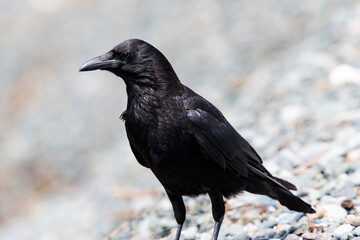 ハシボソガラス (Carrion crow)