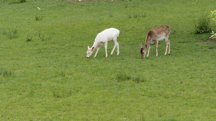 Obraz premium (Lama glama) Deux jeunes lamas à fourrure blanche et brune broutant l'herbe dans une prairie