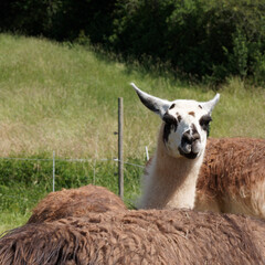 Lama glama | Lama ou lama blanc à fourrure, camélidé à fourrure brune longue et laineuse