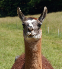 (Lama glama) Lama blanc.Tête vue de face avec ses longues oreilles, long cou et fourrure brune