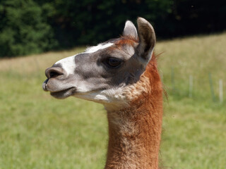 (Lama glama) Lama blanc. Tête vue de profil