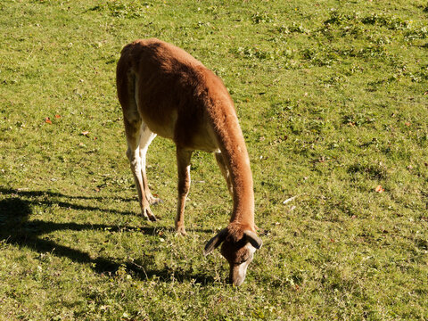 (Lama glama) Jeune lama blanc broutant l'herbe d'une prairie
