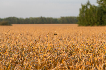 Ripe golden wheat on the field. Selective focus.