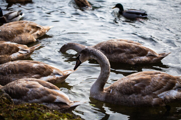 young swans in the English Garden in Munich