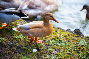 Ducks in the English Garden in Munich