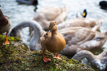 Ducks in the English Garden in Munich