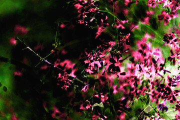 dark background abstraction. plant motives. Inversion