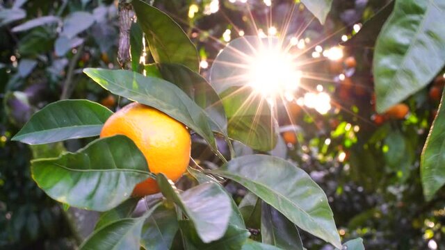 Ripe juicy sweet tangerines on a tree in a citrus garden, selective focus. The sun's rays are shining. tangerine, oranges. fresh ripe fruits on the tree