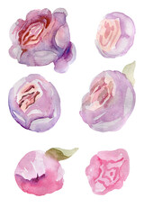 Sketch set of watercolor rose flowers and poina delicate delekate trend