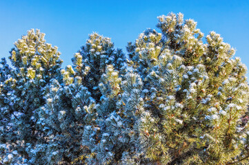 Fototapeta na wymiar Pine tops in winter with sunshine