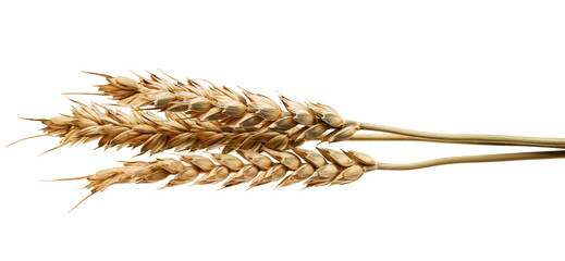Wheat spikelets isolated on white background.