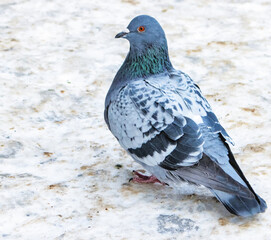 Two pigeons on a cold winter day on the stairs