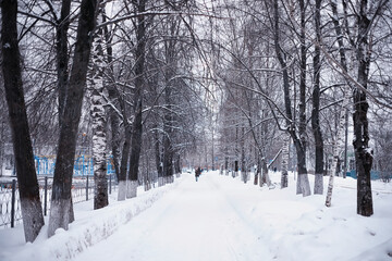 Winter forest landscape. Tall trees under snow cover. January frosty day in the park.