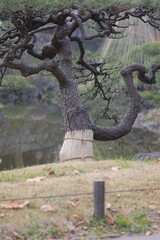 Obraz premium Winter protection for plants in Japanese garden, Tokyo, 12/12/2021