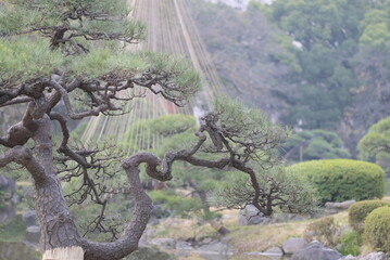 Winter protection for plants in Japanese garden, Tokyo, 12/12/2021