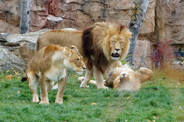 Groupe de lions qui s'amuse dans un parc zoologique 