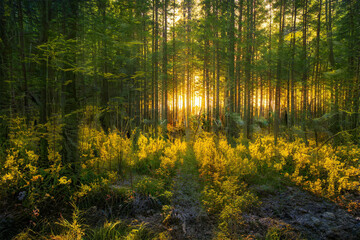 Obraz premium Magical sunset in the forest.